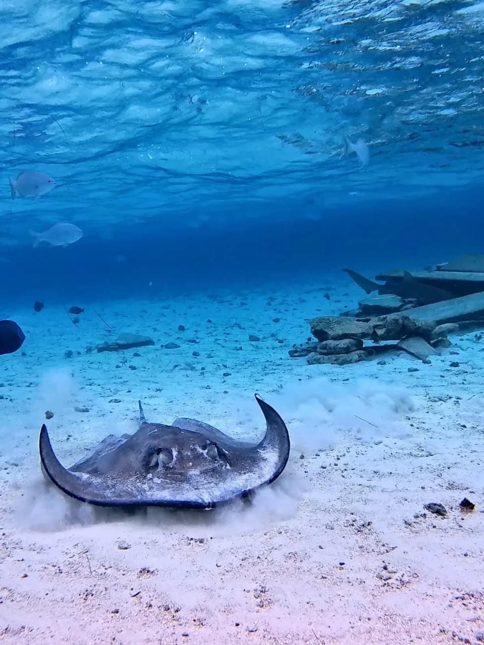MUNDO MARINO